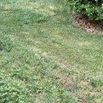 Greenworks 60V Brushless Cordless Push Lawn Mower – 17″ (43 cm) Deck, 4.0 Ah Battery & 3 A Rapid Charger, 40 Min Runtime photo review